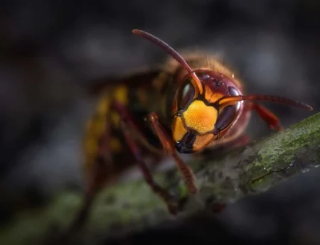 Lire la suite à propos de l’article L&rsquo;artisan dératiseur renforce son équipe