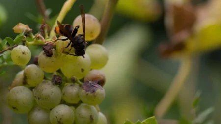 Lire la suite à propos de l’article Destruction des nids d&rsquo;insectes volants